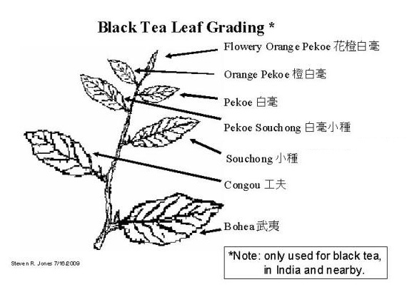 Tea Leaf Grading Chart