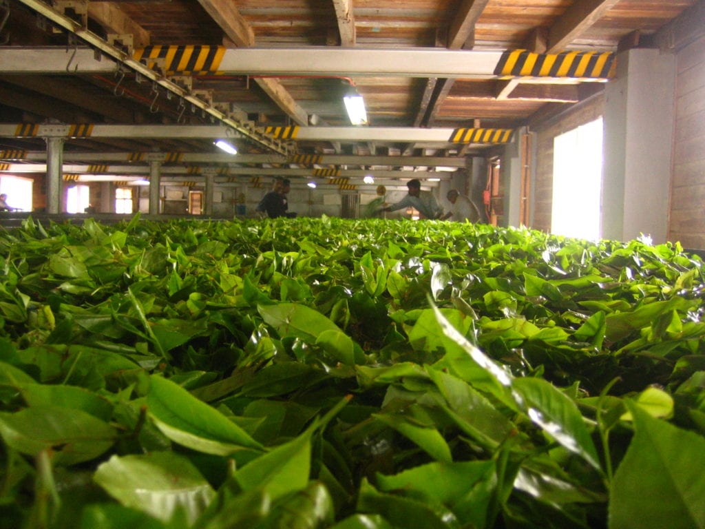 tea leaves withering in a factory