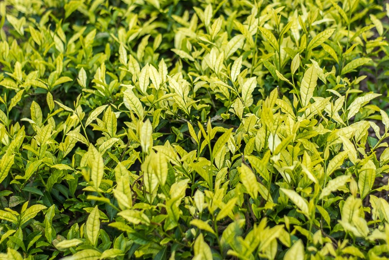 Pale tea leaves
