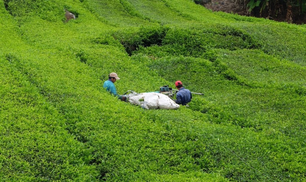 Machine harvesting tea