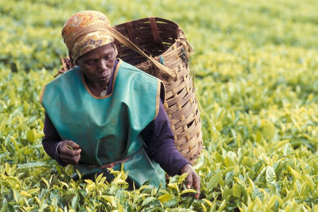 Kenyan tea picker