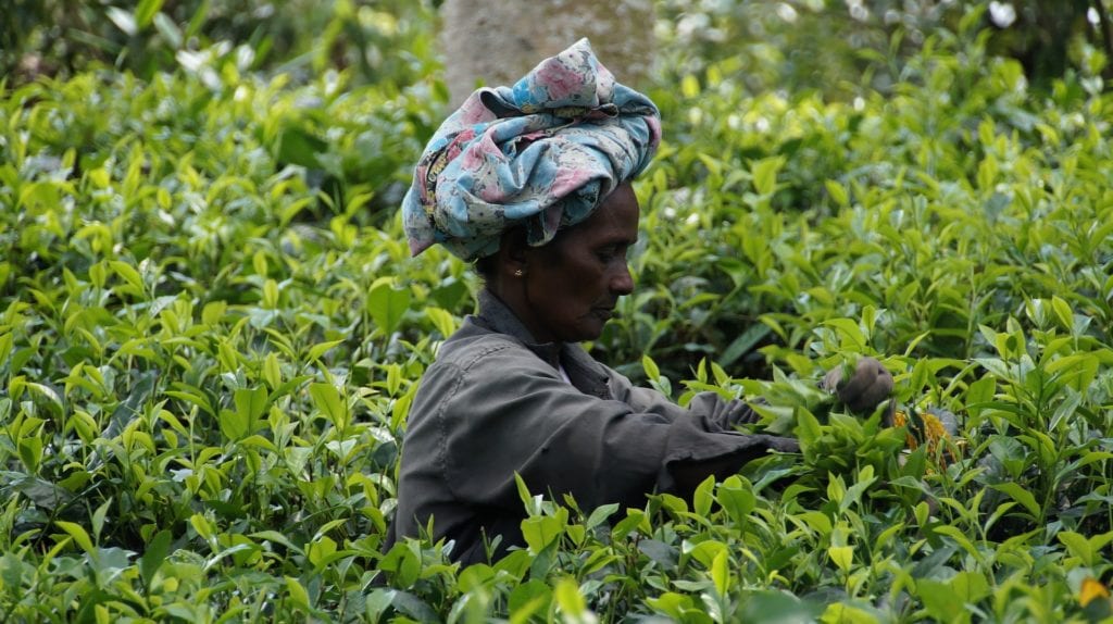Sri Lankan tea picker