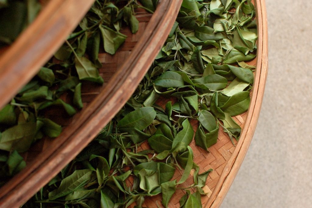tea withering