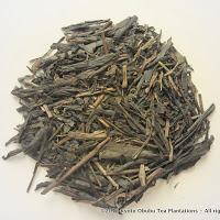 Yunomi Hojicha Light Roast from Kyoto Obubu Tea Plantations