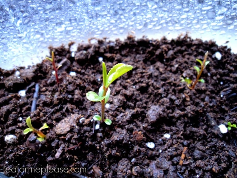 Growing Tea In New Jersey: One Month Later