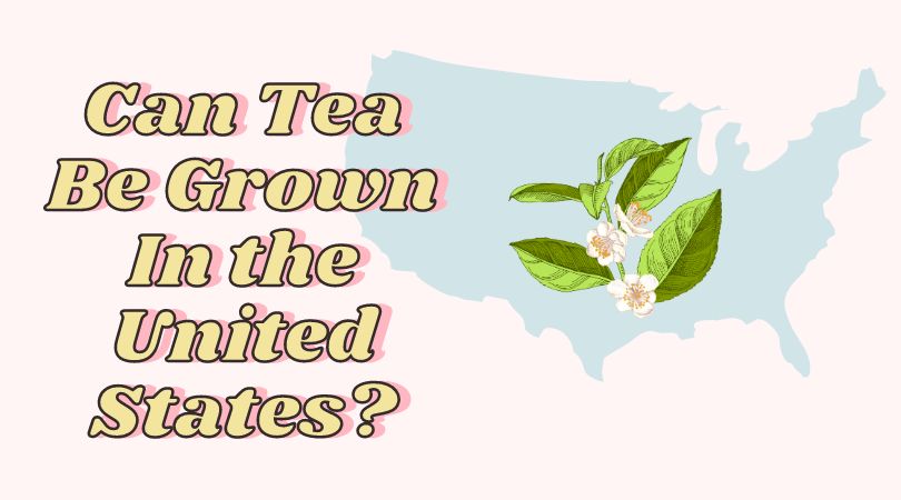 Can Tea Be Grown In the United States?