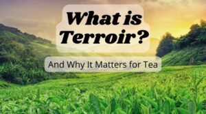 What is Terroir and Why It Matters for Tea