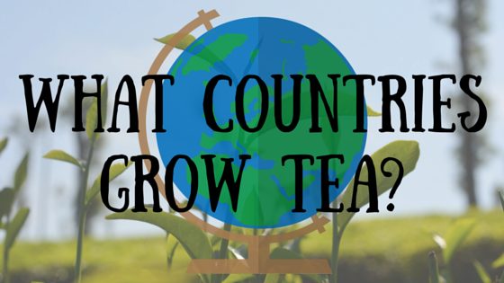 What Countries Grow Tea?