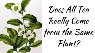 Does All Tea Really Come from the Same Plant?