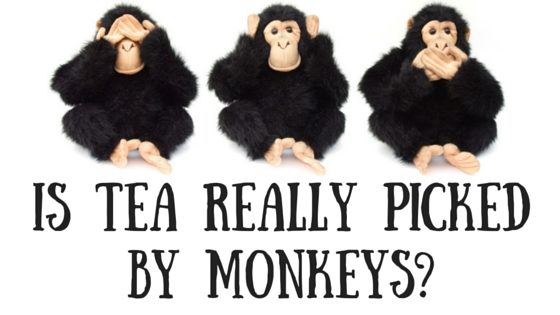 Is Tea Really Picked By Monkeys?