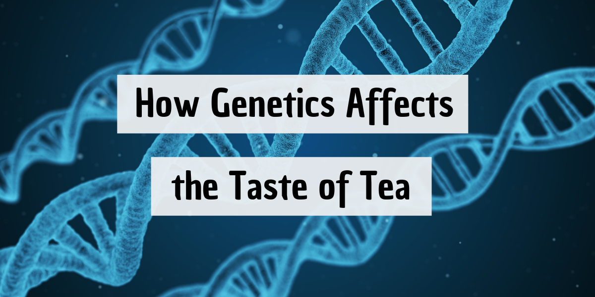 How Genetics Affects the Taste of Tea