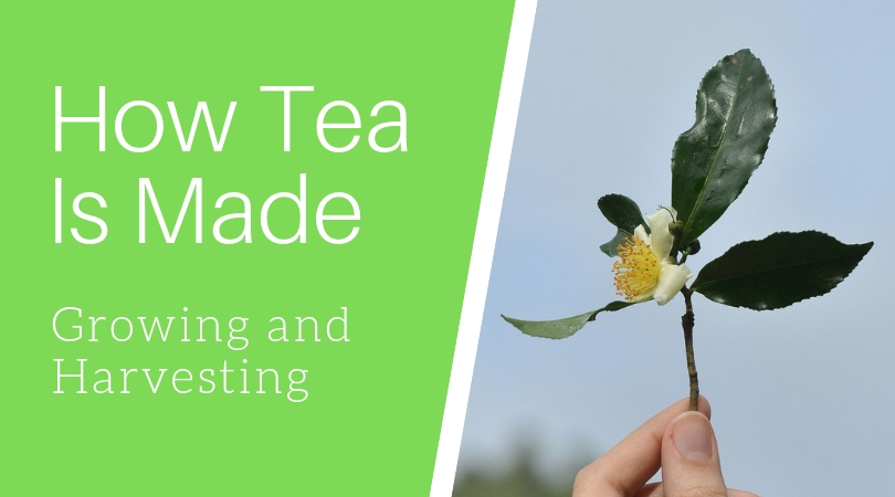 How Tea Is Made: Growing and Harvesting