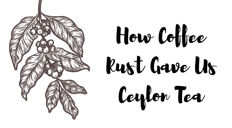 How Coffee Rust Gave Us Ceylon Tea