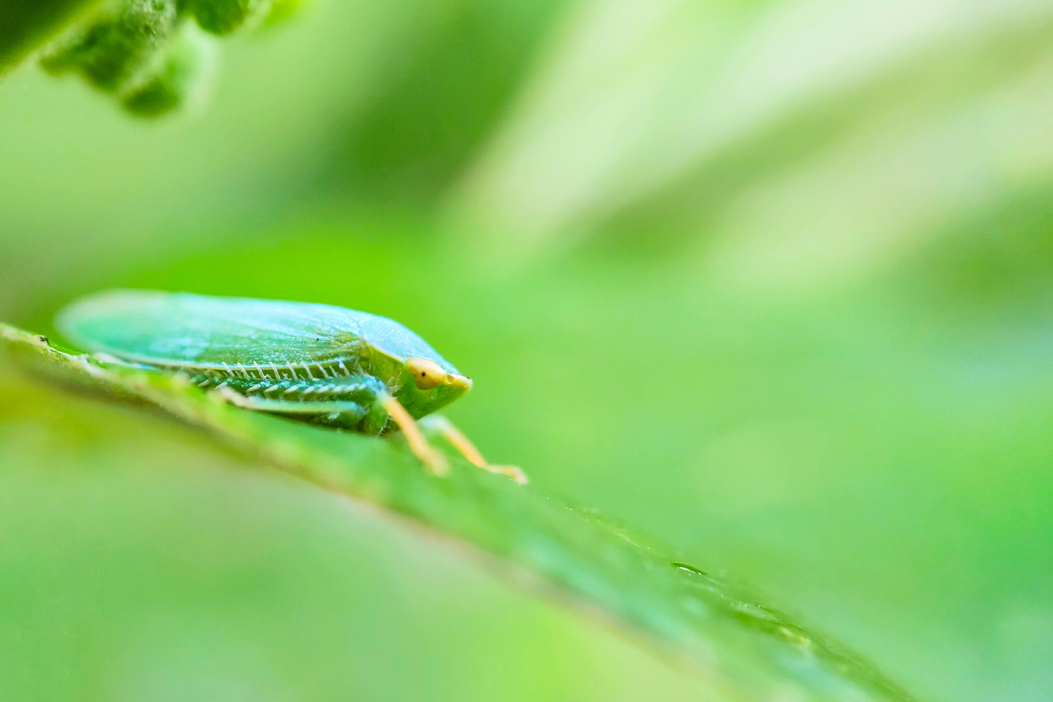Jacobiasca formosana, green leafhopper insect that helps produce Dong Fang Mei Ren