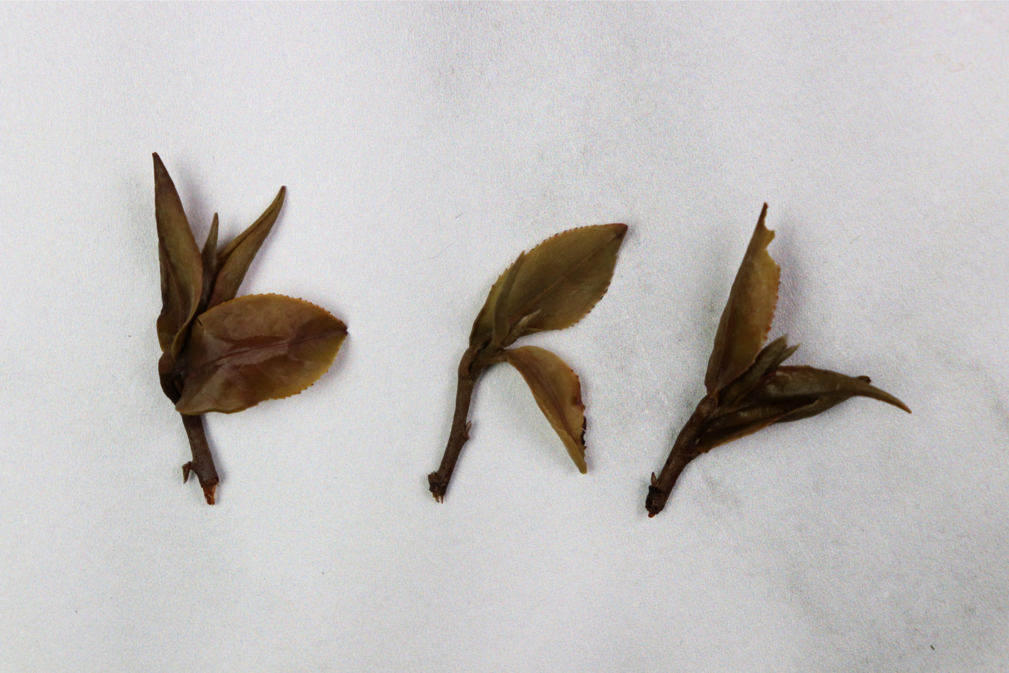 Oriental Beauty Avant-Garde tea leaves