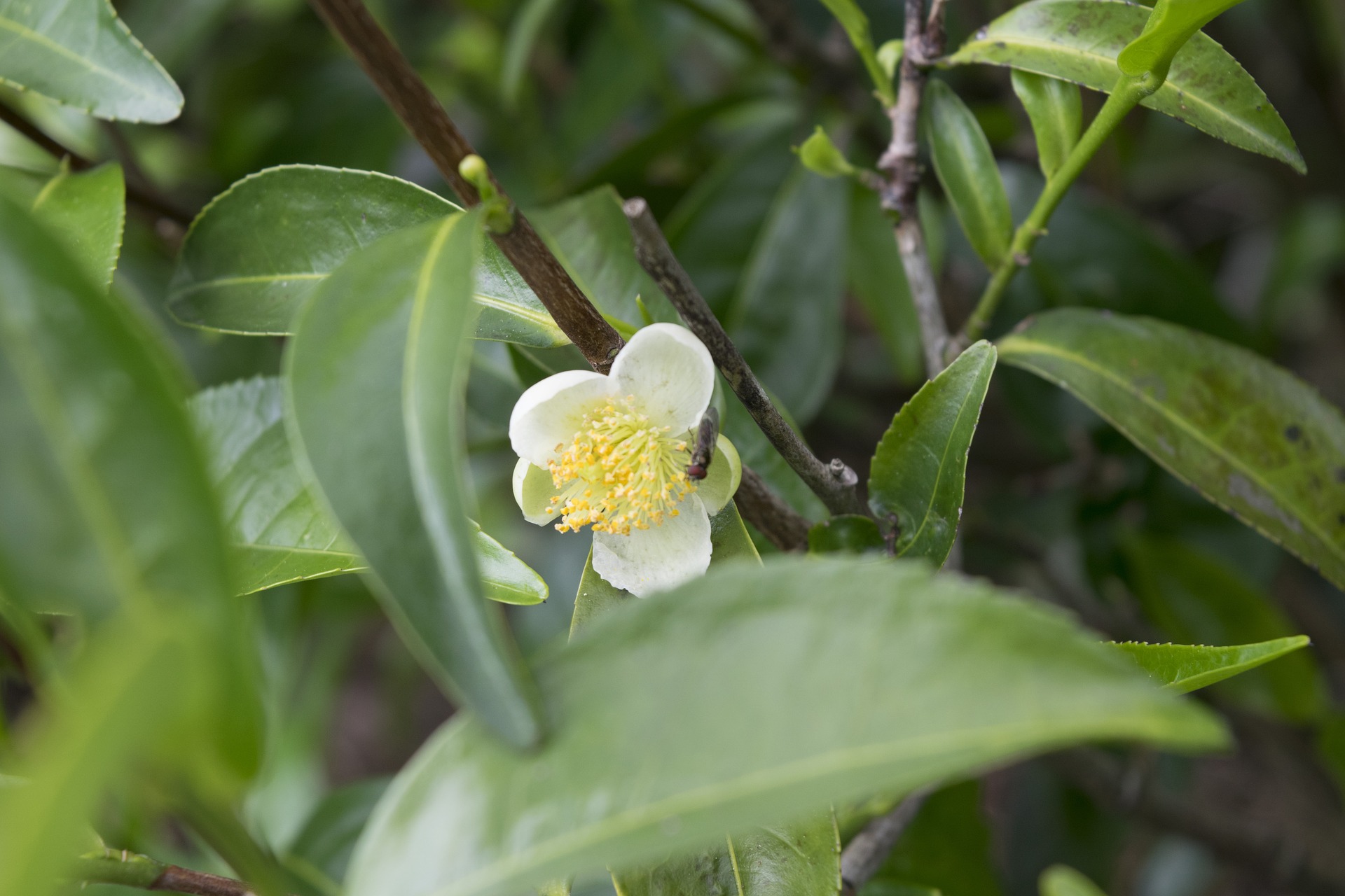 Tea Plant - What Determines Caffeine Content in Tea?