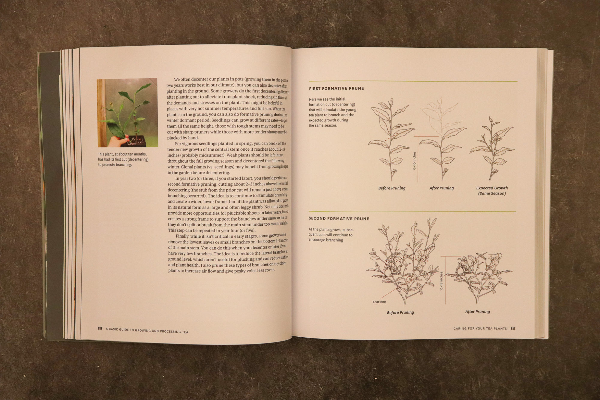 Grow Your Own Tea by Christine Parks and Susan M. Walcott