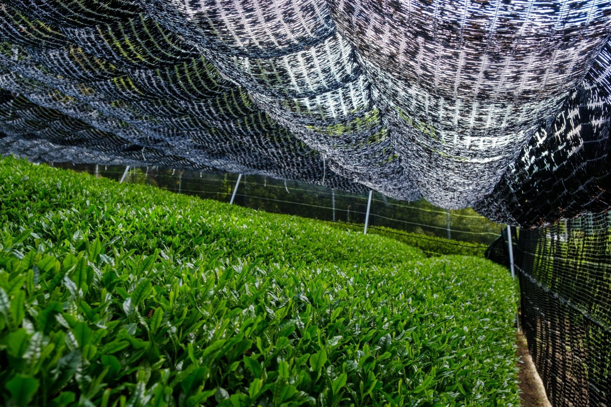 Gyokuro green tea field