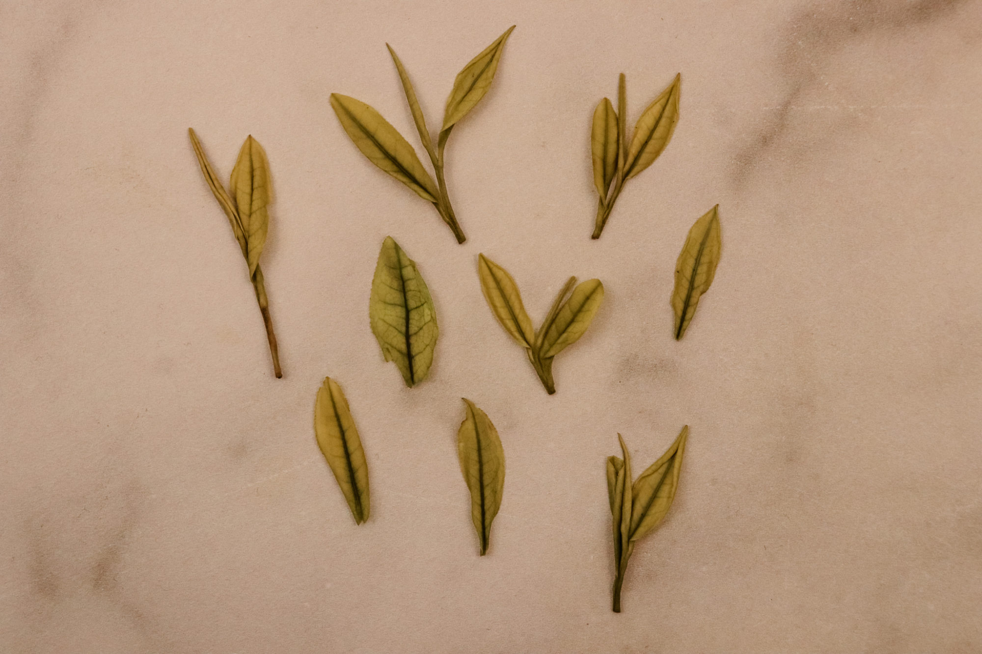 Does all tea come from the same plant? - Aji Bai Cha leaves
