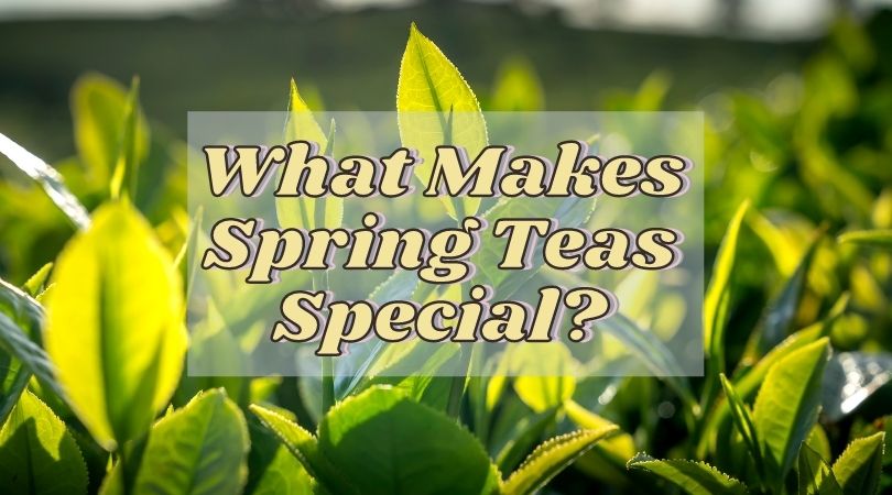 What Makes Spring Teas Special?