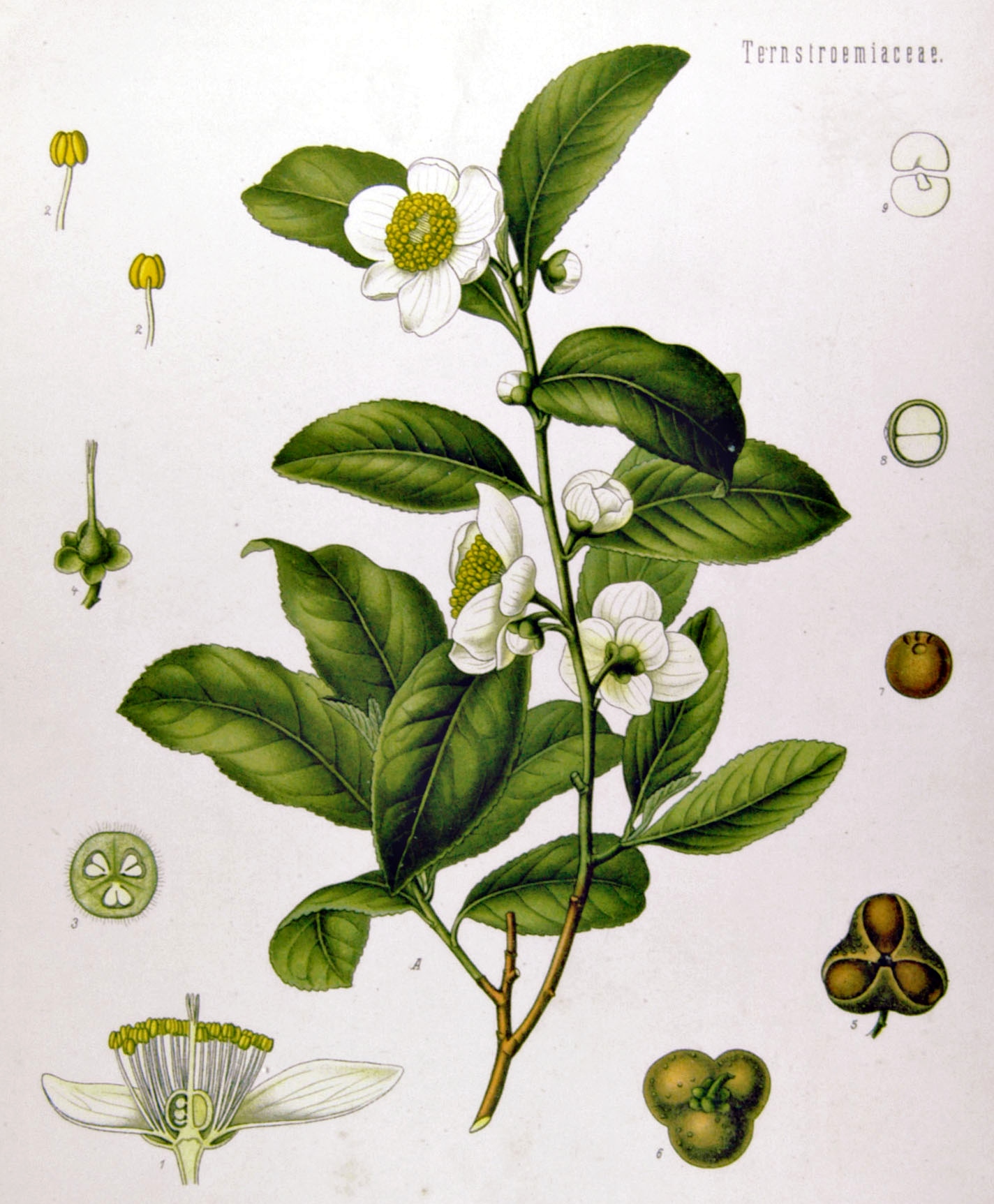 Does all tea come from the same plant?