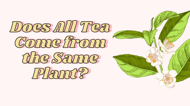 Does All Tea Come from the Same Plant?