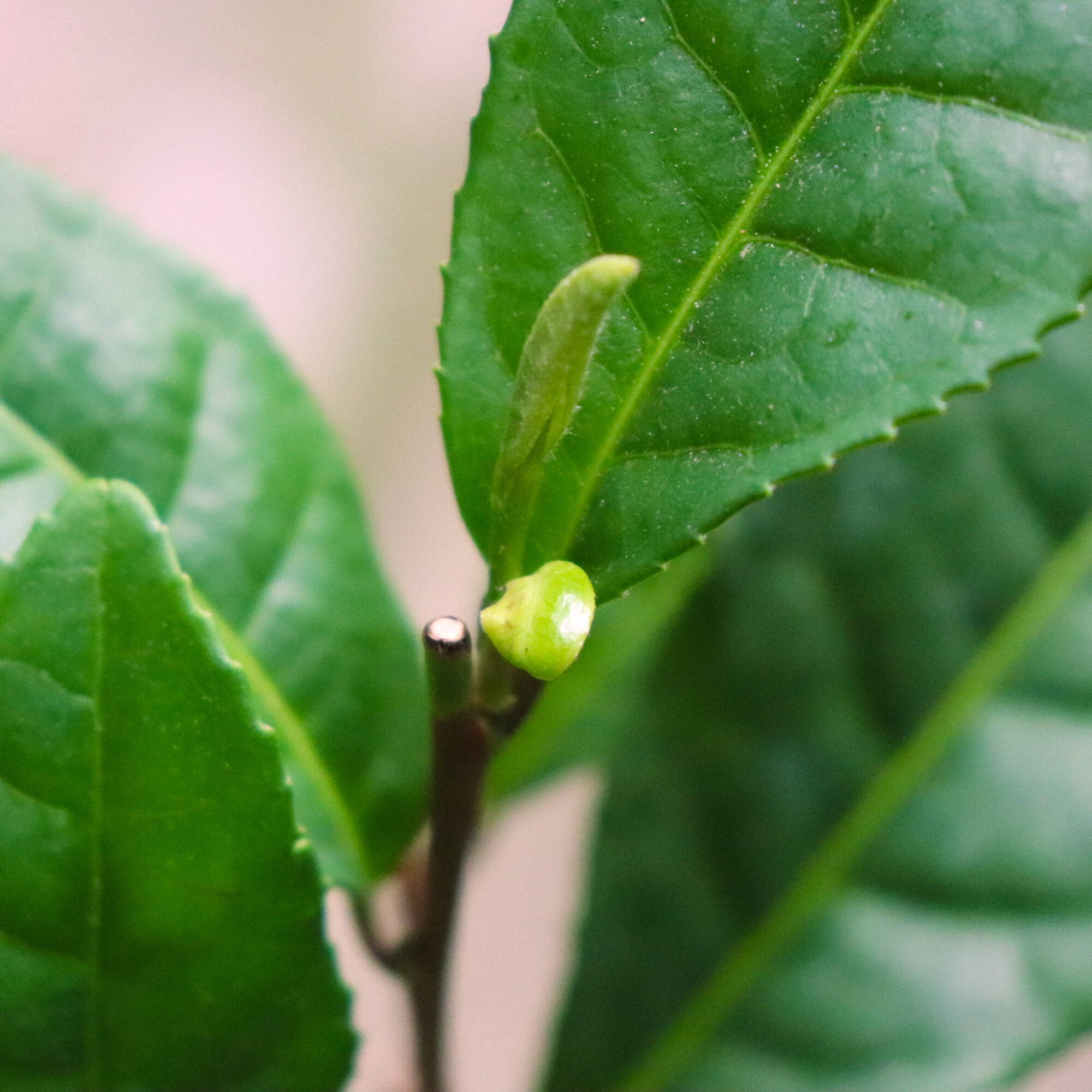 Can Tea Be Grown In the United States?