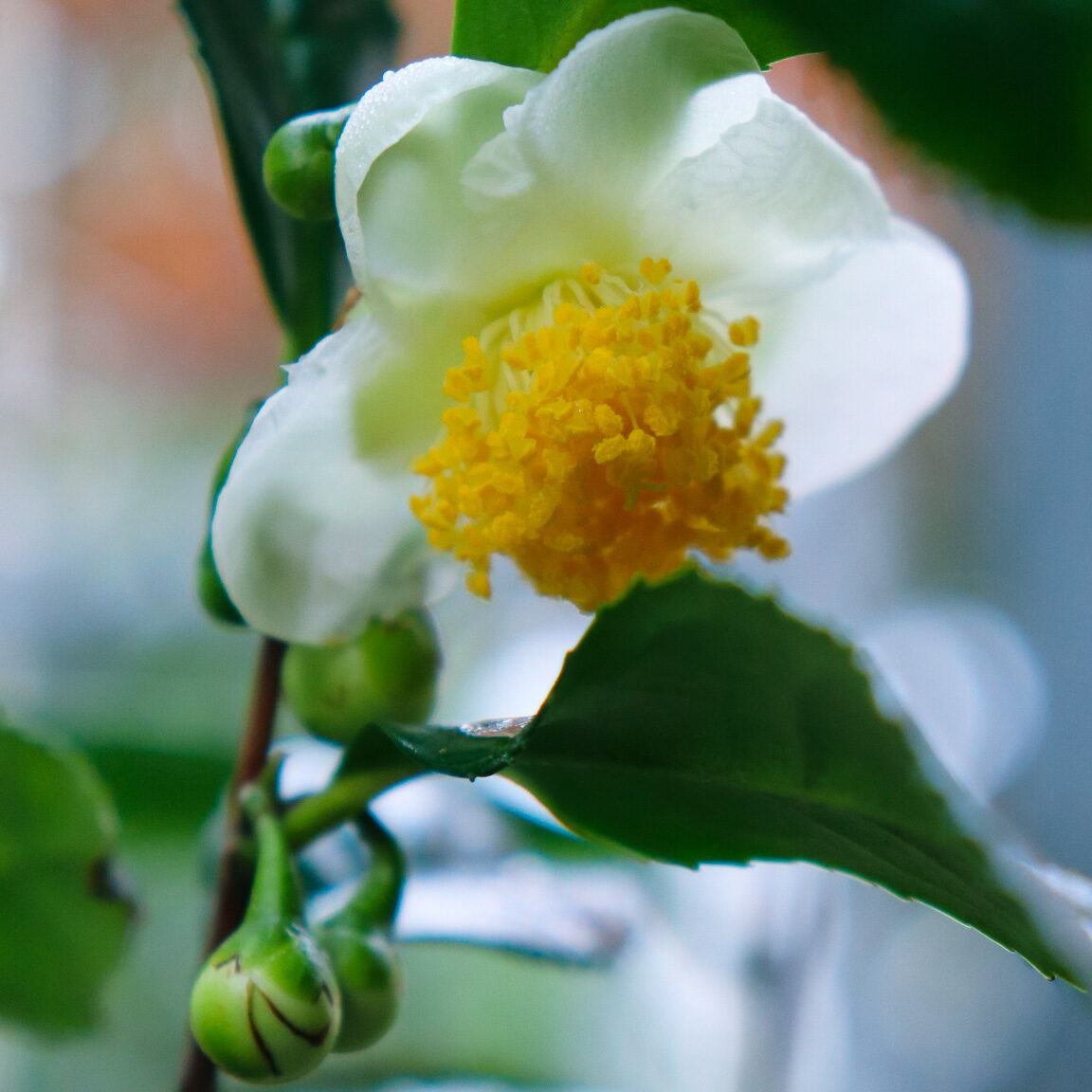 Can Tea Be Grown In the United States?