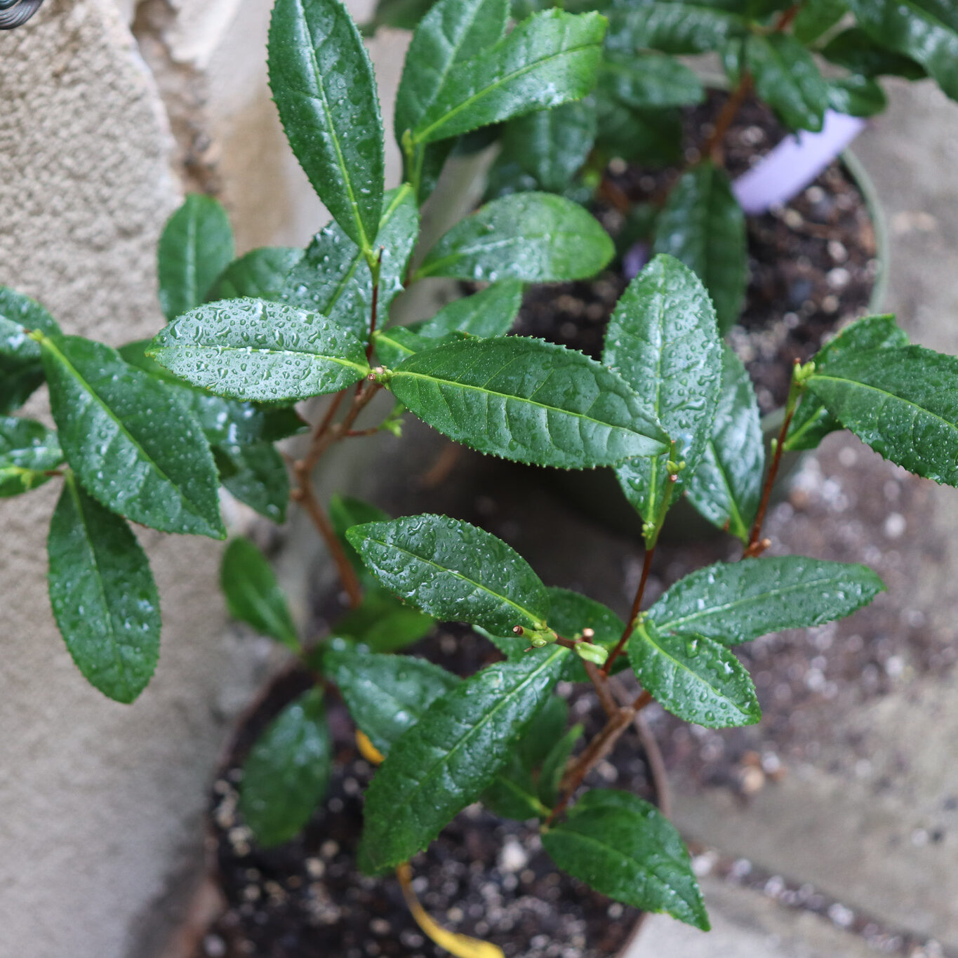 Can Tea Be Grown In the United States?