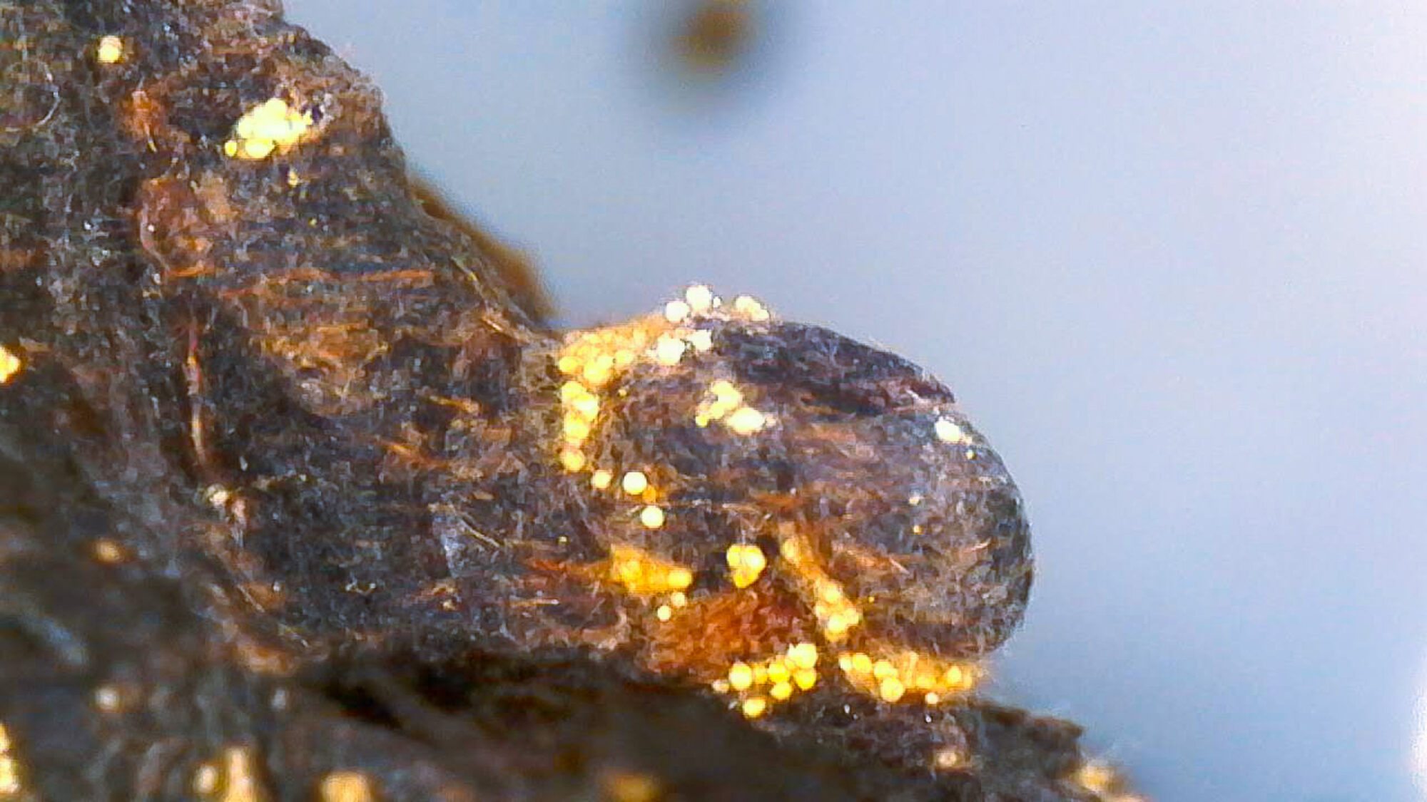 Meet the Tea: Fu Zhuan Heicha - Golden Flowers Mold