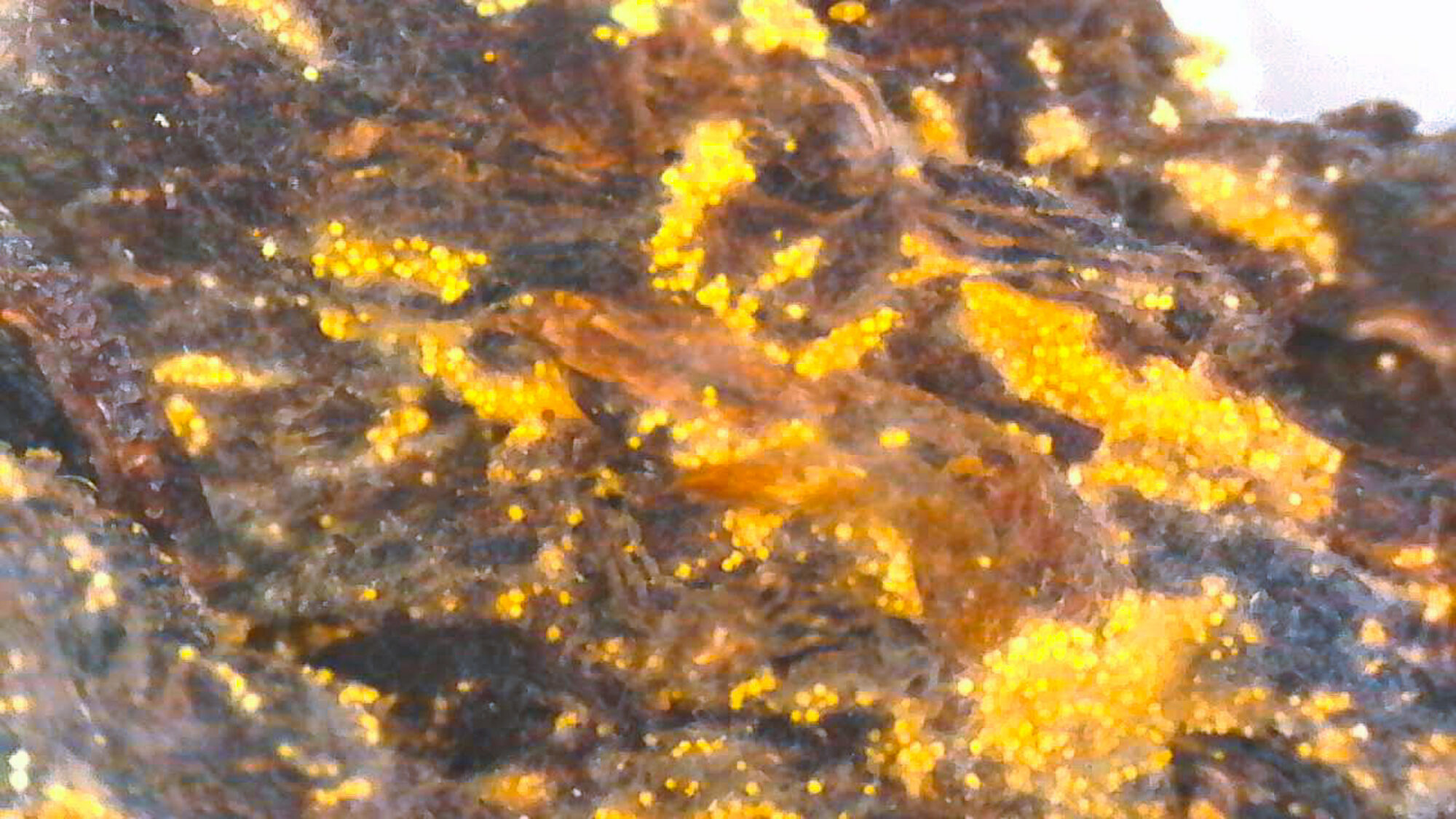 Meet the Tea: Fu Zhuan Heicha - Golden Flowers Mold