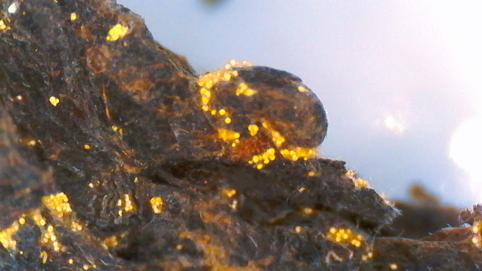 Meet the Tea: Fu Zhuan Heicha - Golden Flowers Mold