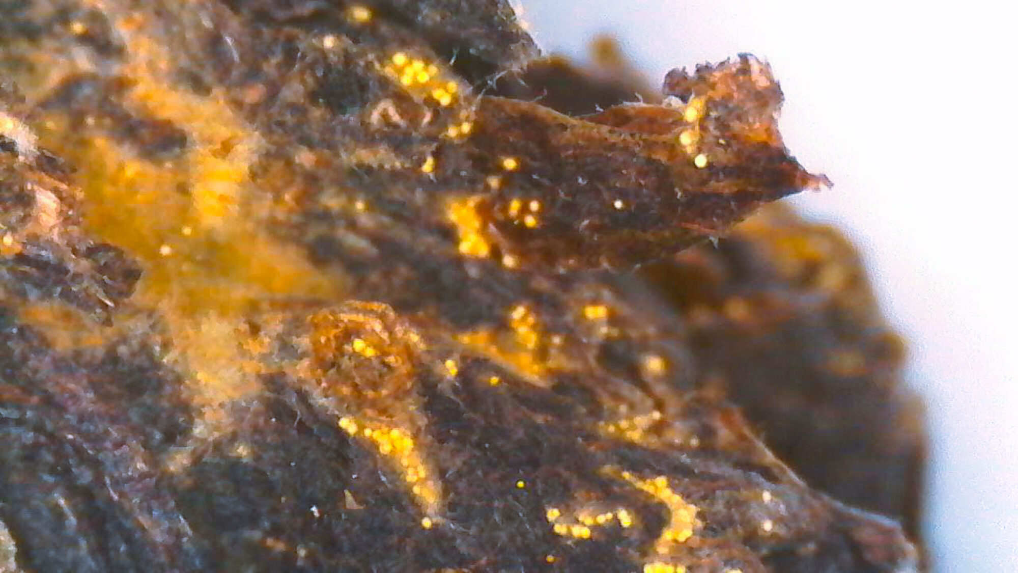 Meet the Tea: Fu Zhuan Heicha - Golden Flowers Mold