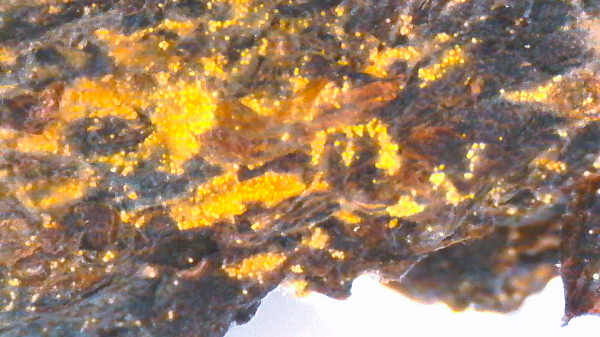 Meet the Tea: Fu Zhuan Heicha - Golden Flowers Mold