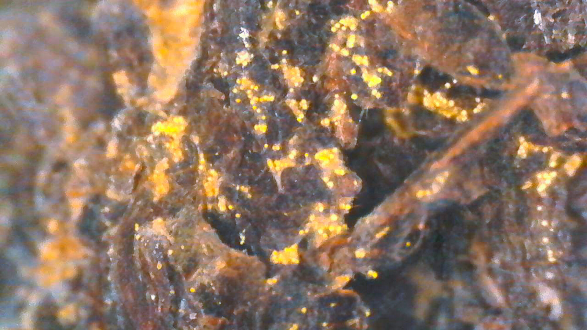 Meet the Tea: Fu Zhuan Heicha - Golden Flowers Mold