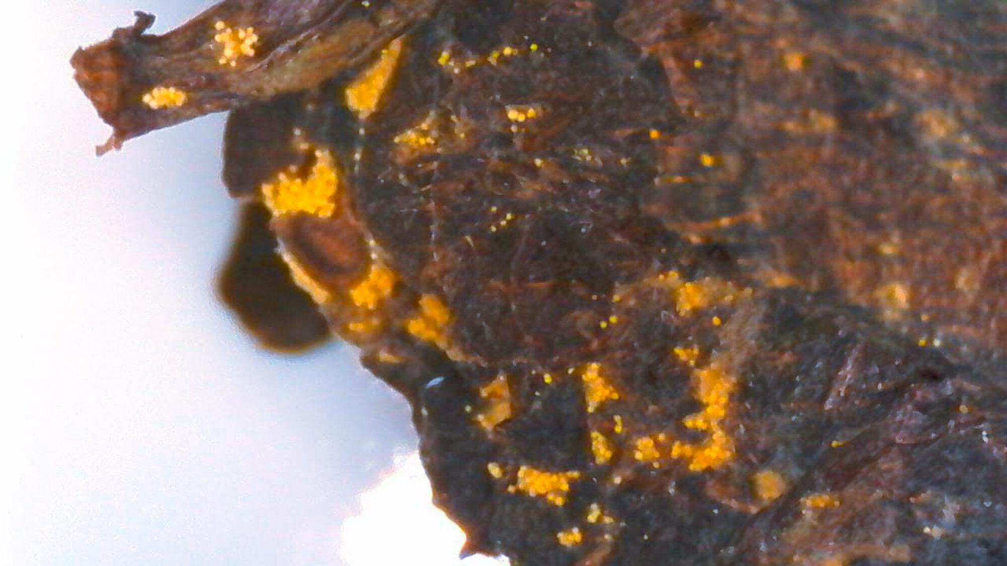 Meet the Tea: Fu Zhuan Heicha - Golden Flowers Mold