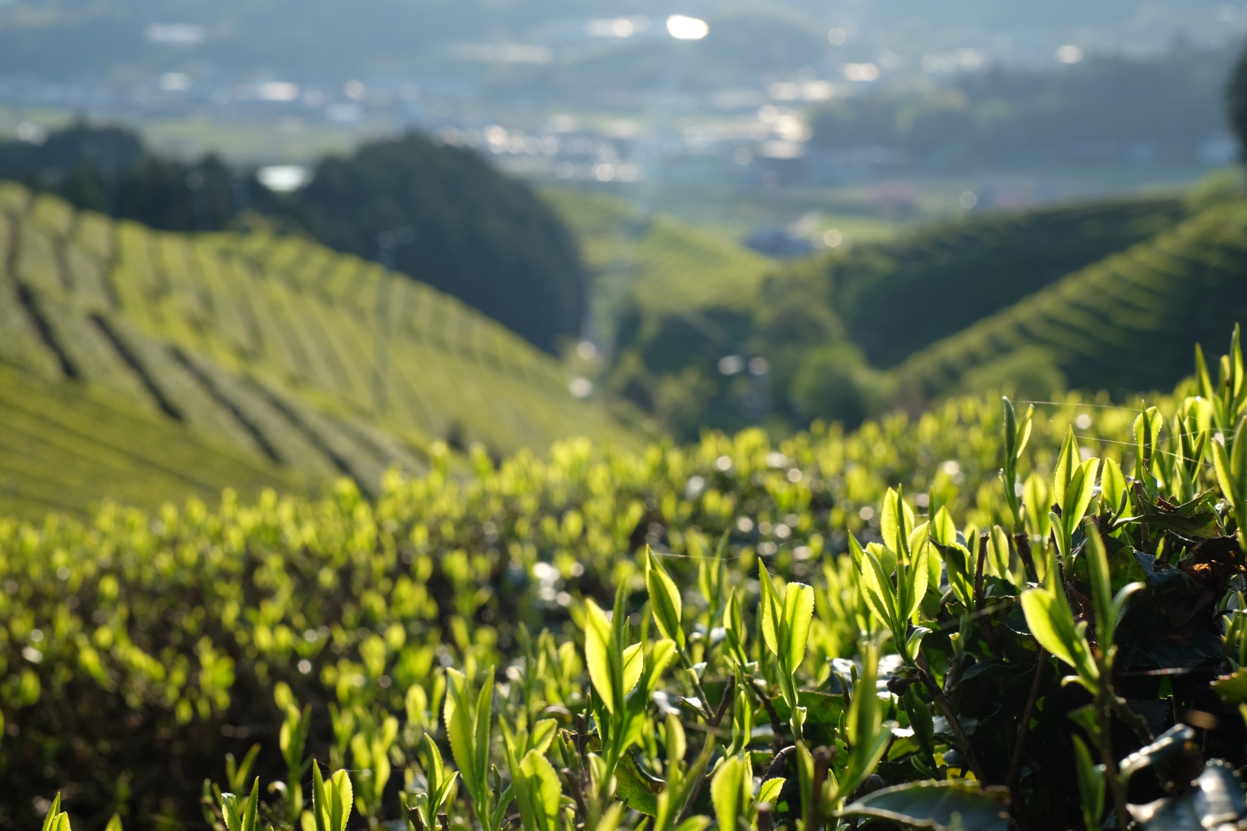 A tea field in Kyoto,Japan. Photographer: Simon Suzuki