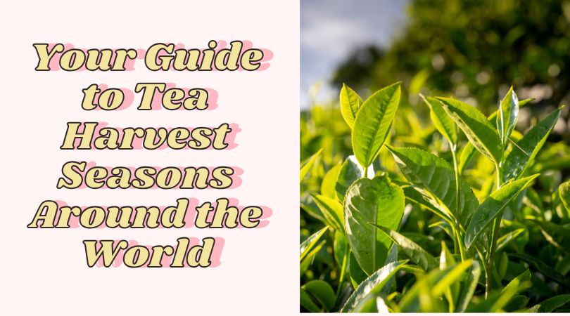 Your Guide to Tea Harvest Seasons Around the World
