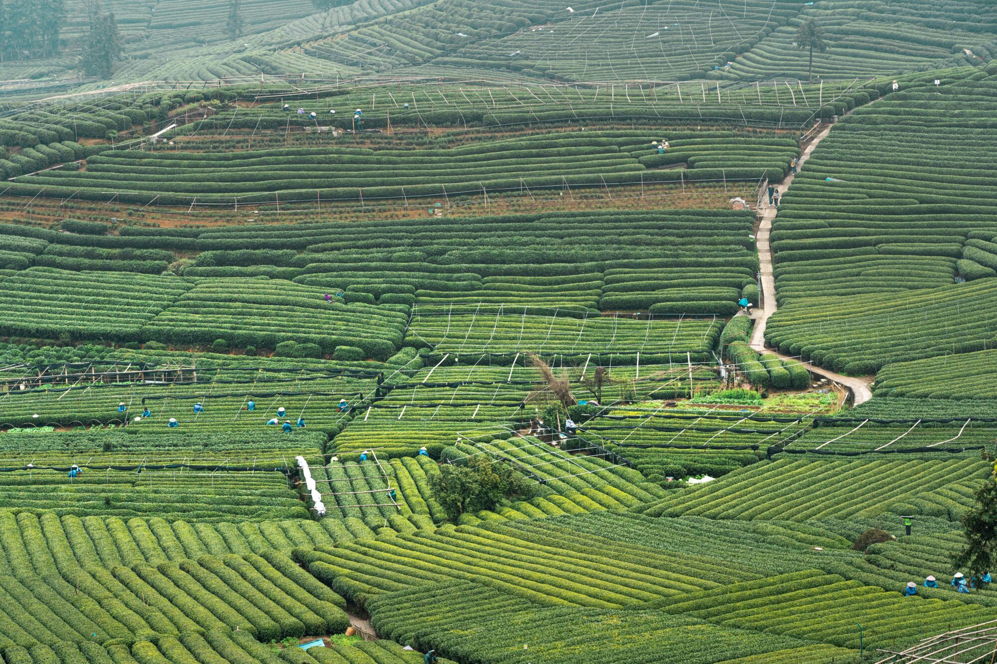 Guide to Tea Harvest Seasons
