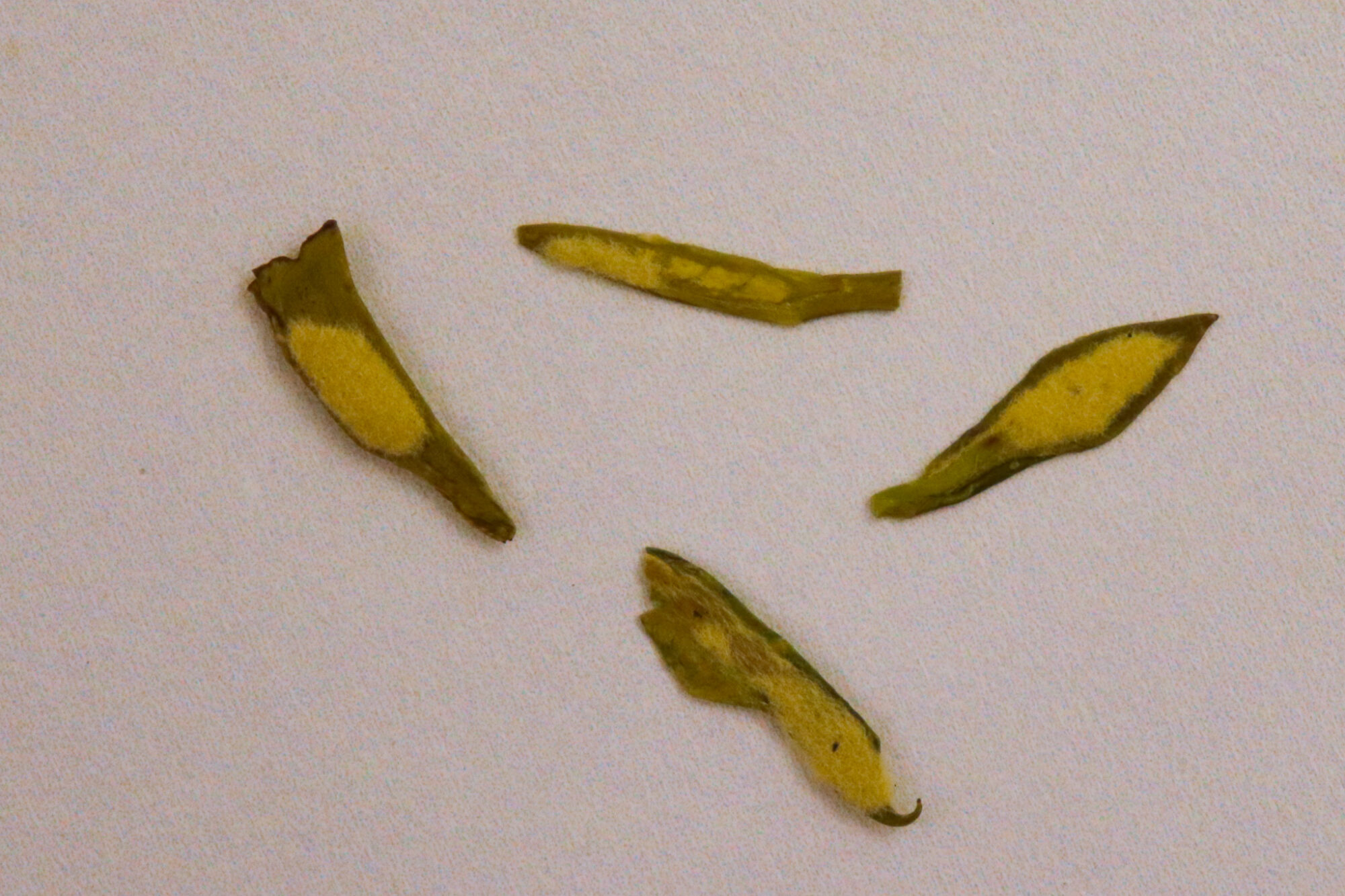 There's Hair in My Tea! - Everything You Need to Know About Trichomes 3