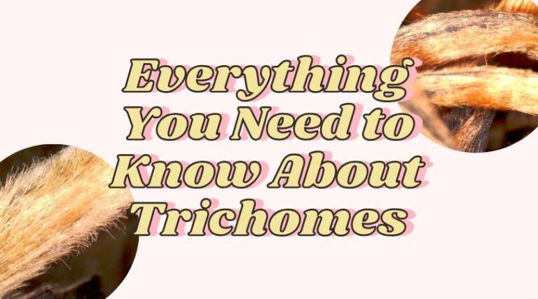 There&rsquo;s Hair in My Tea! &ndash; Everything You Need to Know About Trichomes