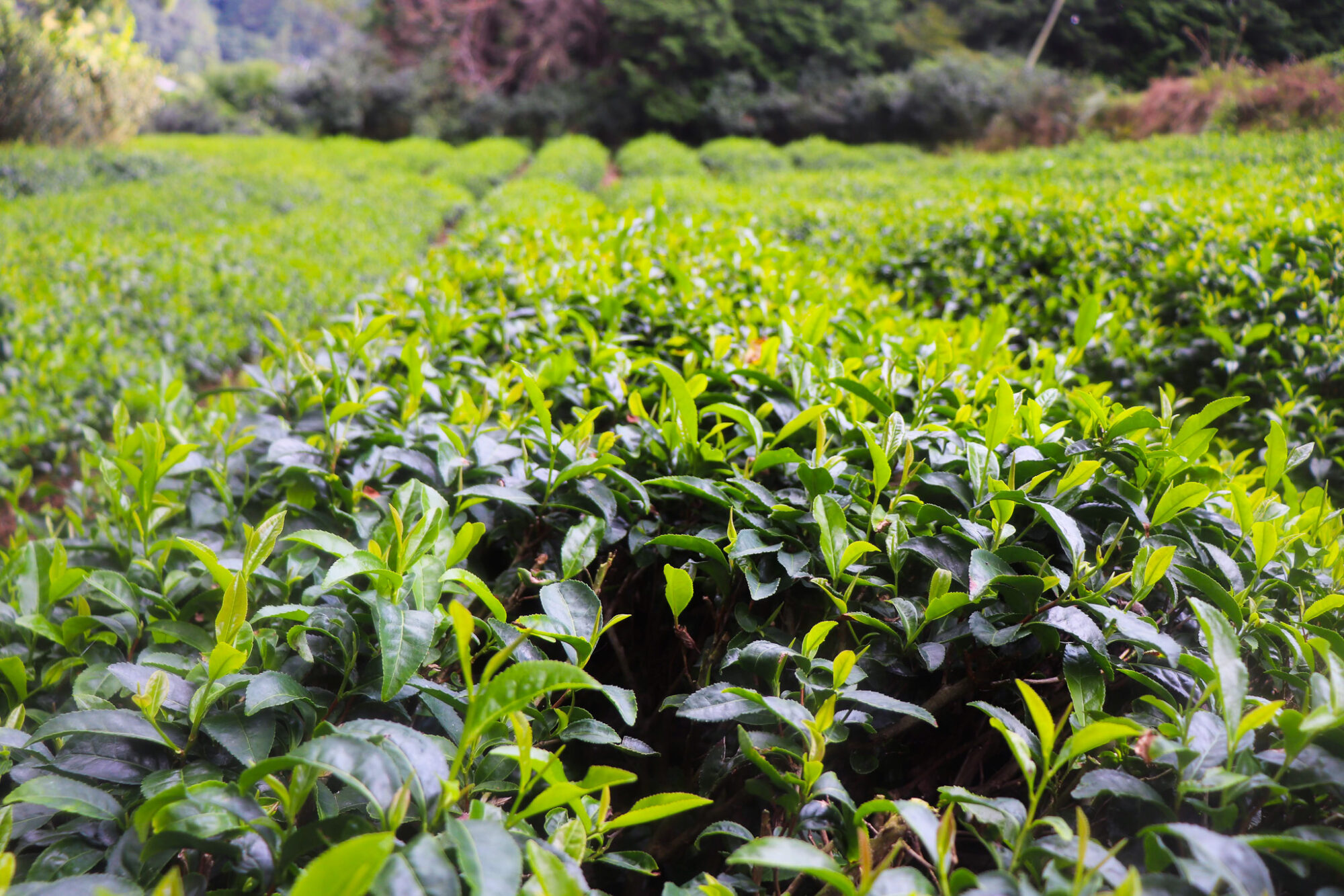 4 Surprising Things I Learned on My Tea Trip to Japan 4