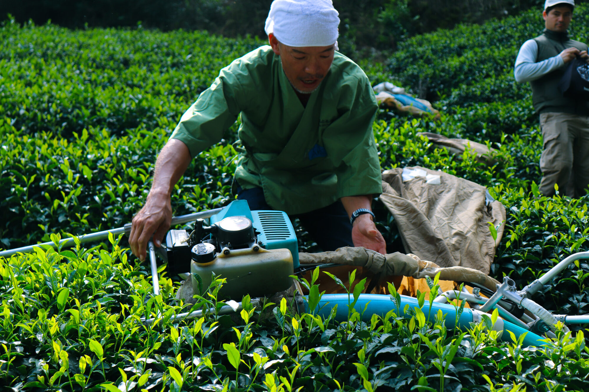 Tea Places: Obubu Tea Farms 2