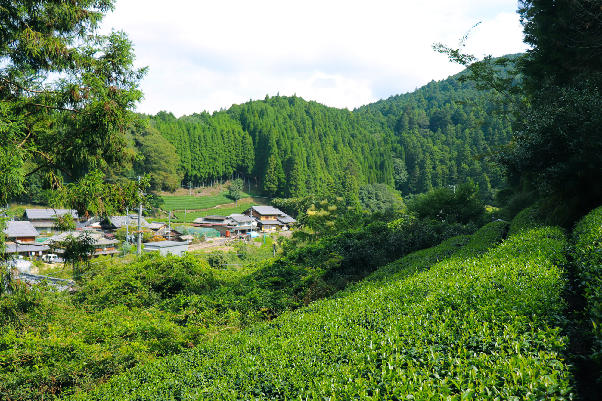 The view from Obubu Tea Farms