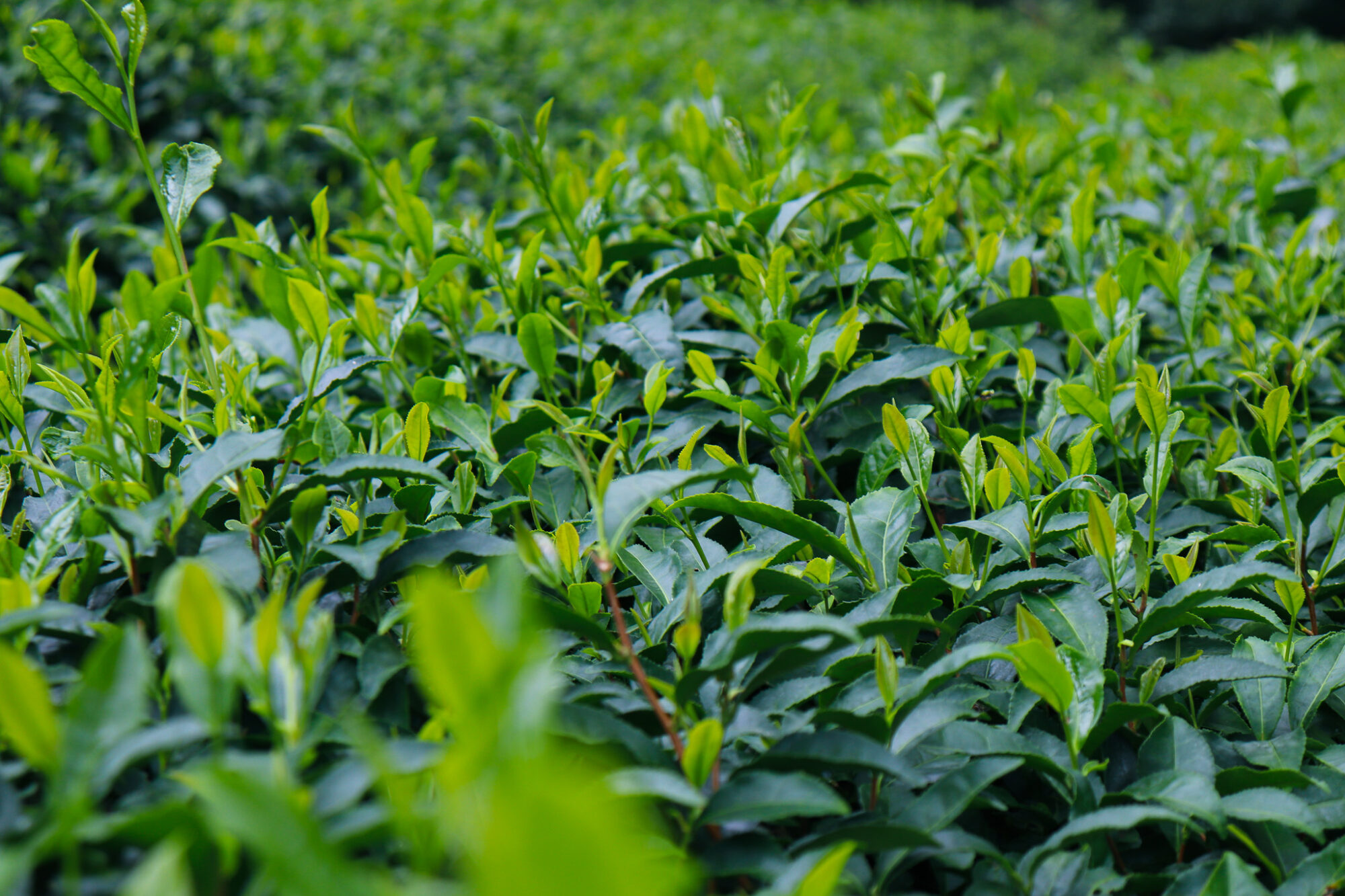Tea Places: Obubu Tea Farms 1