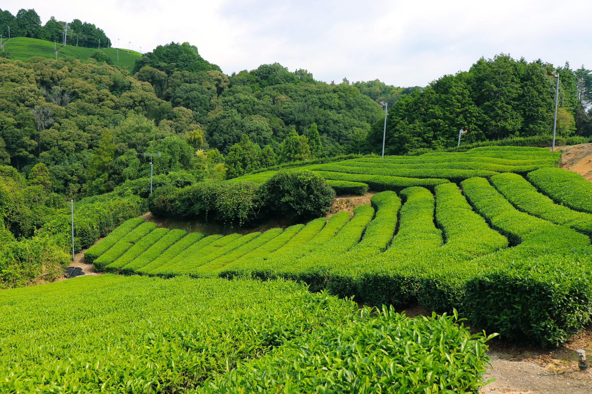 Tea Places: Obubu Tea Farms 5