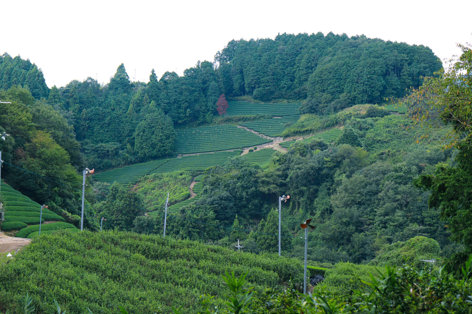 Tea Places: Obubu Tea Farms 4