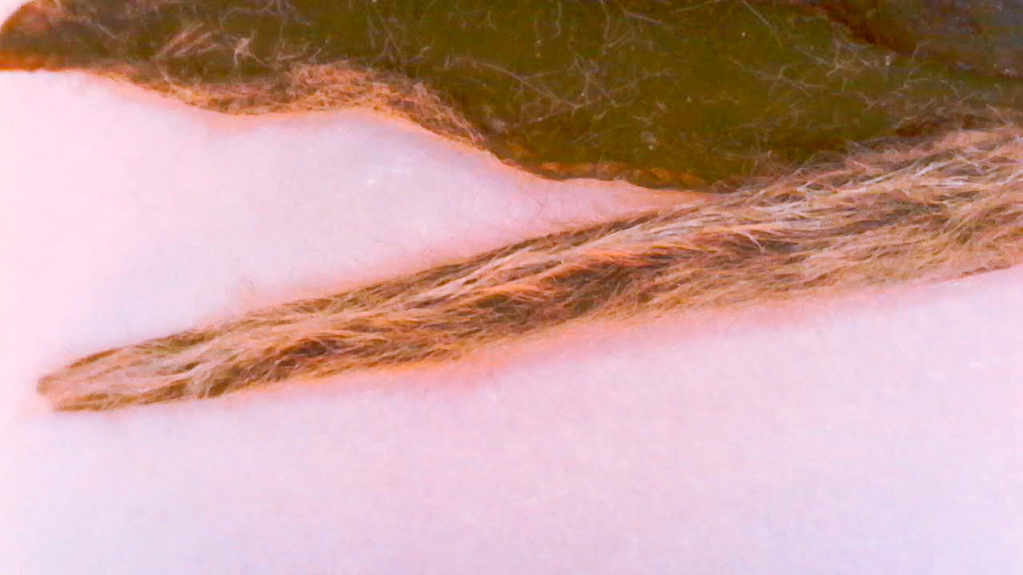 Closeup of Silver Needle white tea leaf - Everything you need to know about trichomes